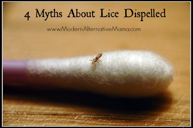 4 Myths About Lice Dispelled- Modern Alternative Mama