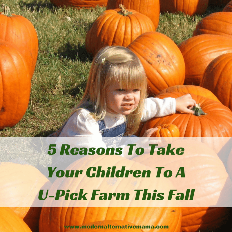5 Reasons To Take Your Children To A U-Pick Farm This Fall