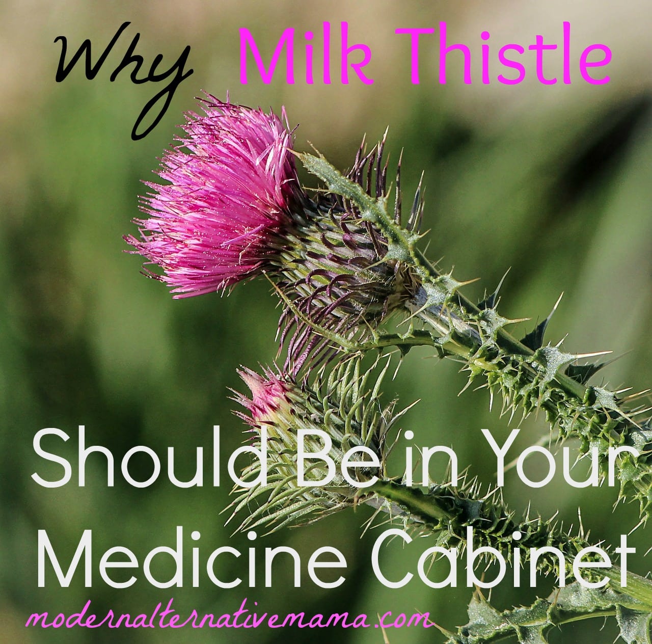 Why Milk Thistle Should Be in Your Medicine Cabinet