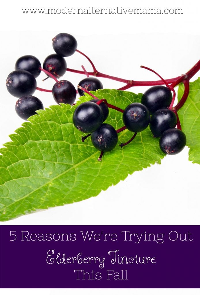 5 reasons we're trying out elderberry tincture