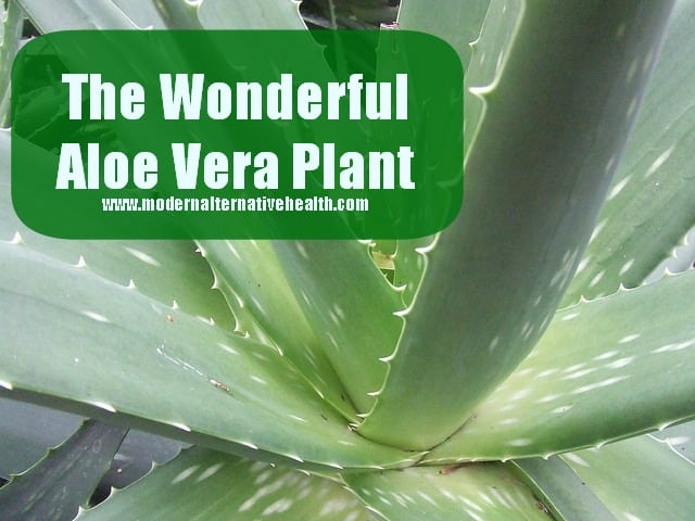 The Wonderful Aloe Vera Plant