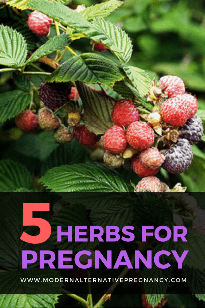 5 Herbs for Pregnancy