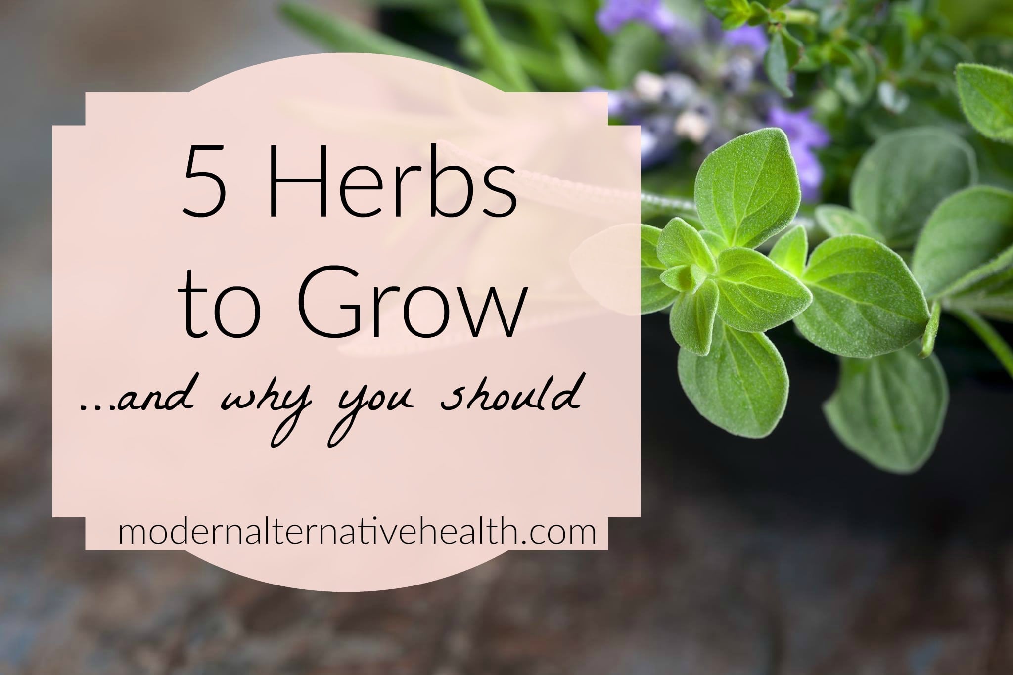 5 herbs to grow horizontal