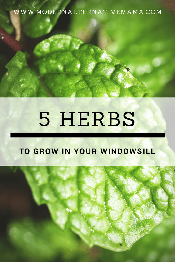 5 herbs to grow in your windowsill