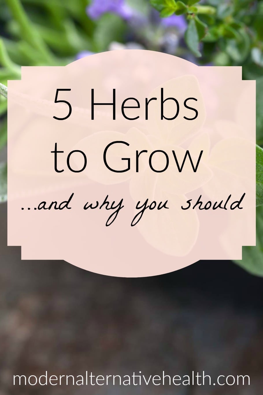 5 herbs to grow vertical