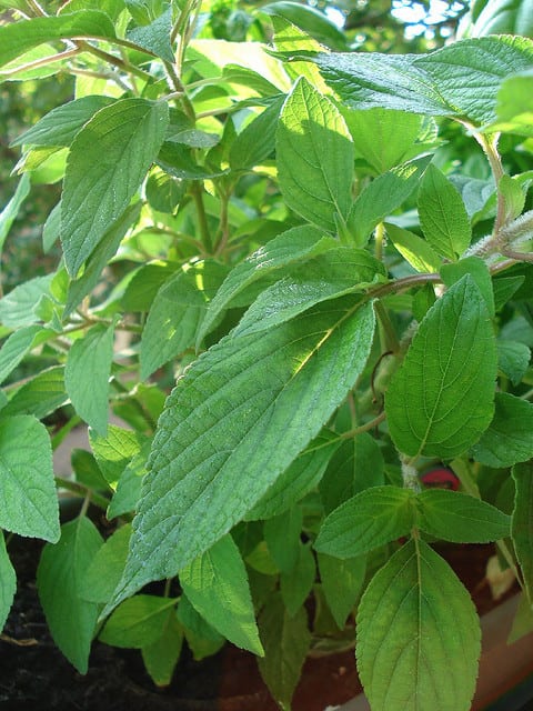 Peppermint Plant