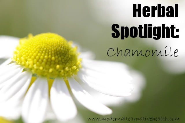 Herbal Spotlight: Chamomile 