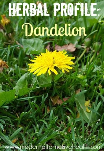 Herbal Profile Dandelion pinterest