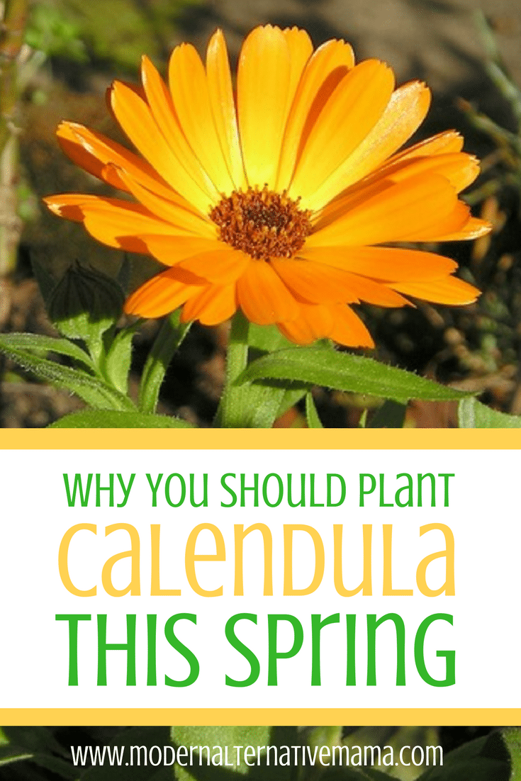 Why You Should Plant Calendula This Spring