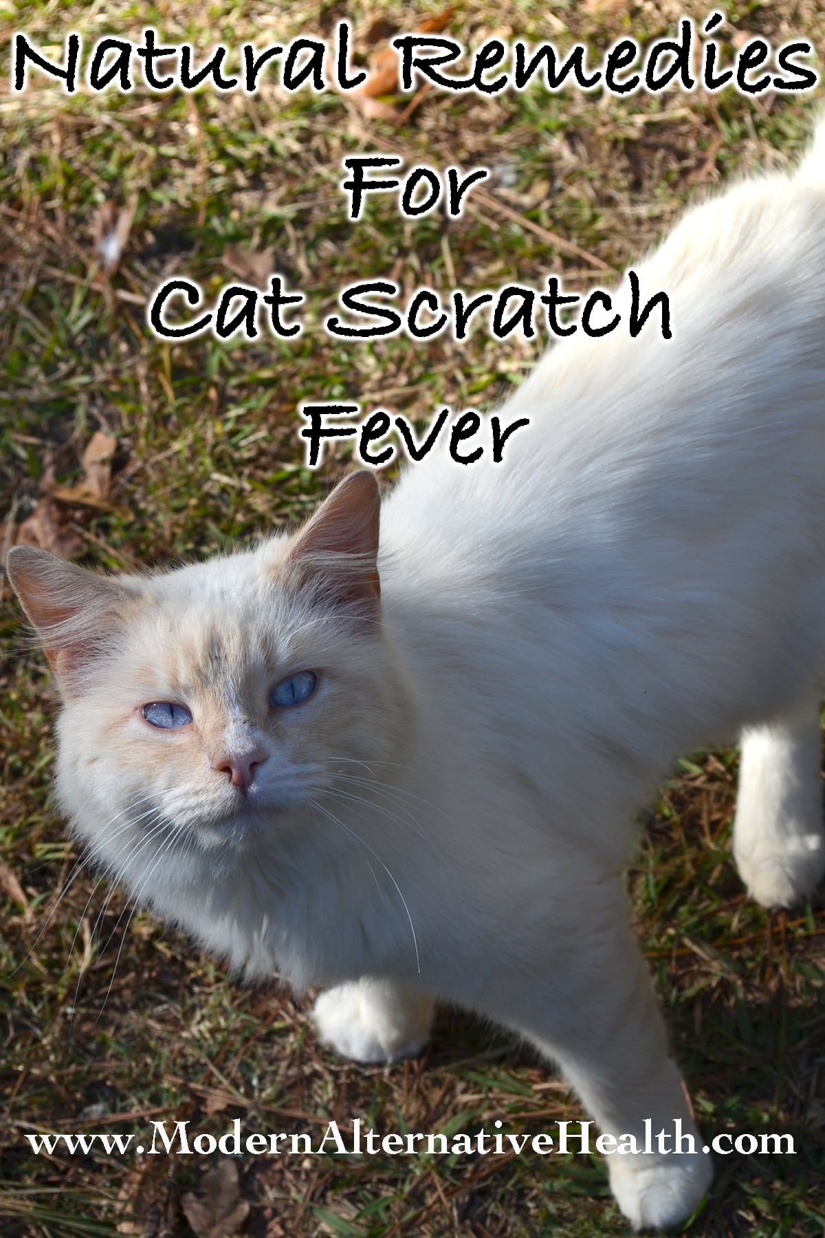 Natural Remedies for Cat Scratch Fever