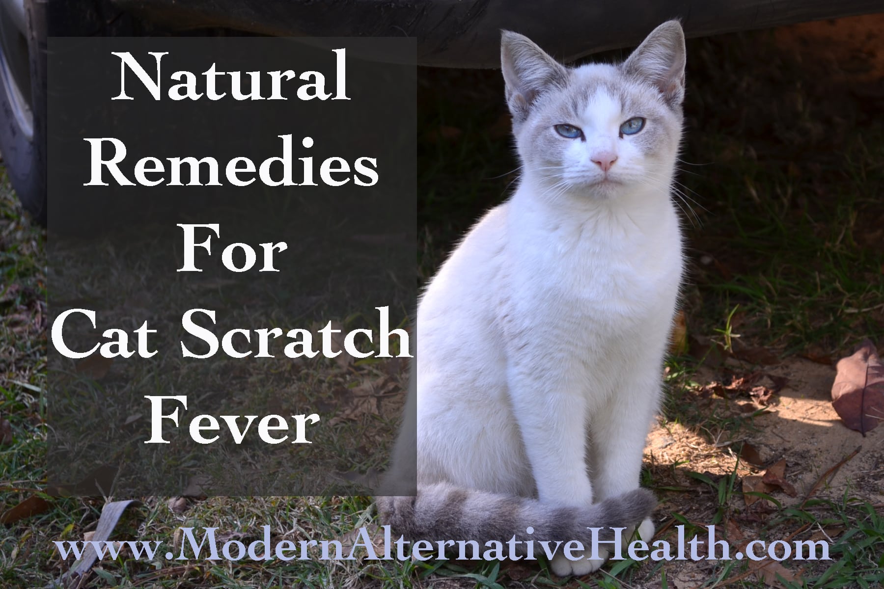 Natural Remedies For Cat Scratch Fever