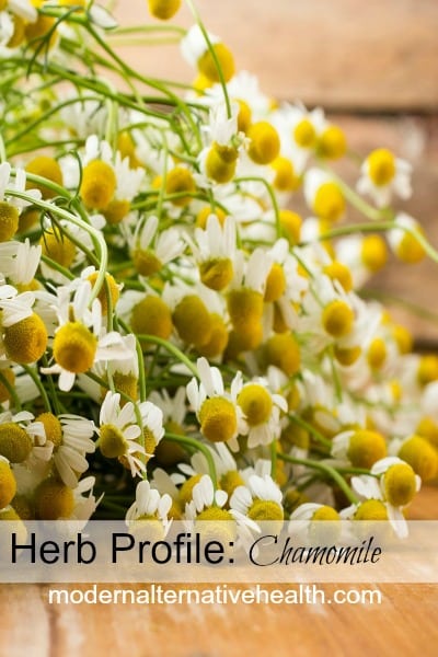 Herb Profile: Chamomile