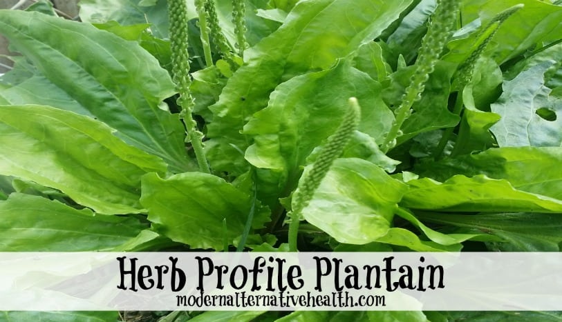  Herb Profile: Plantain