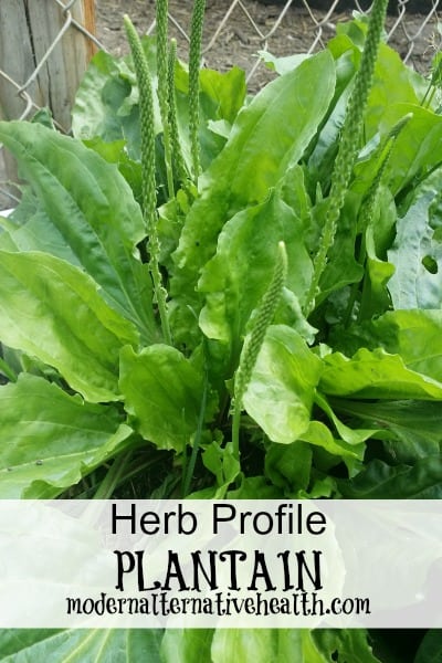 Herb Profile: Plantain