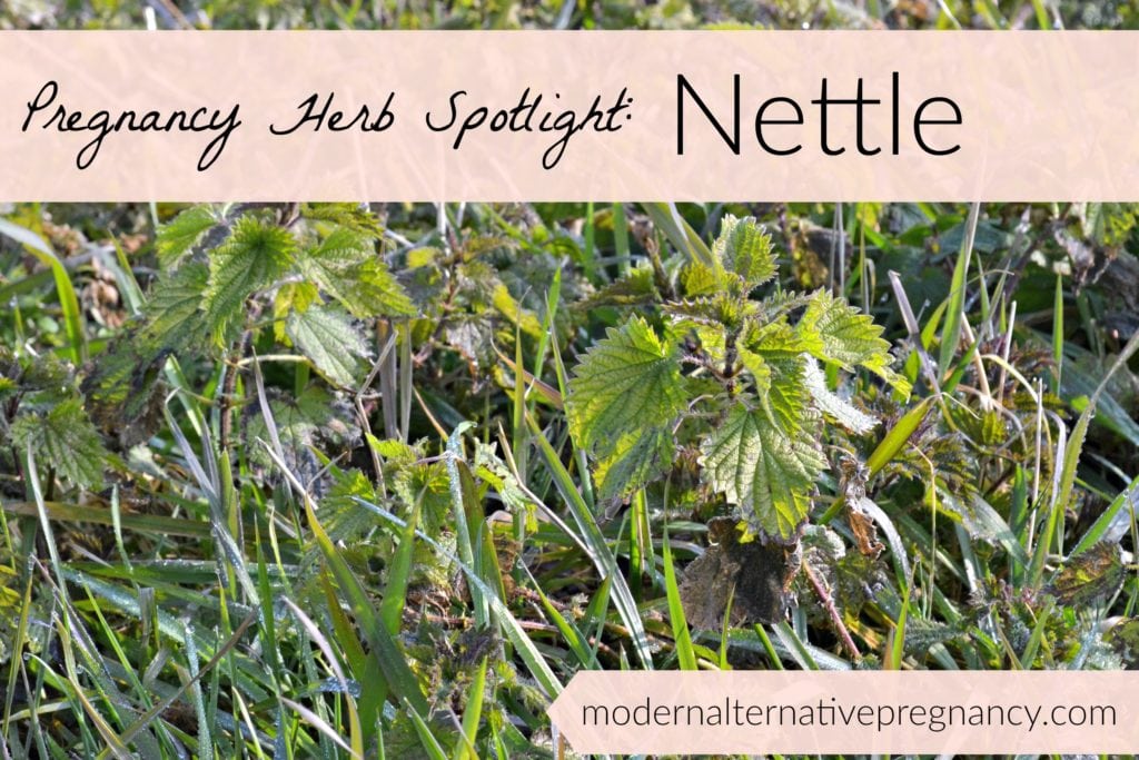 pregnancy herb spotlight nettle horizontal