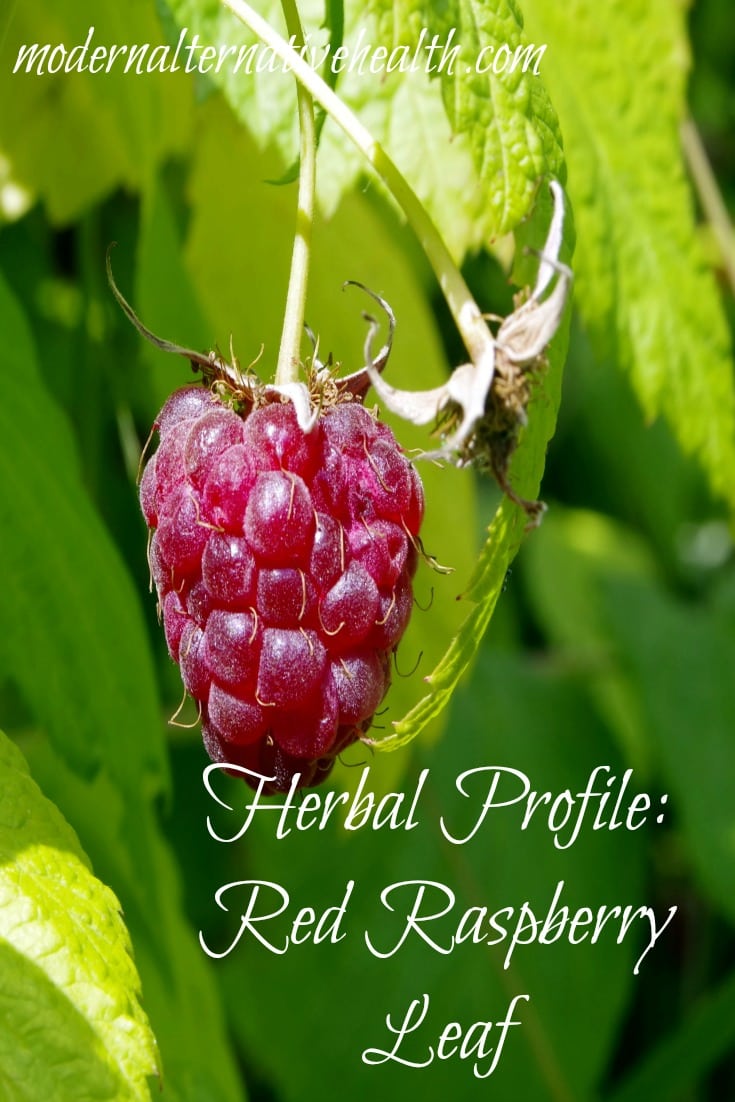 red raspberry leaf https://modernalternativemama.com/2016/12/02/herb-profile-red-raspberry-leaf/
