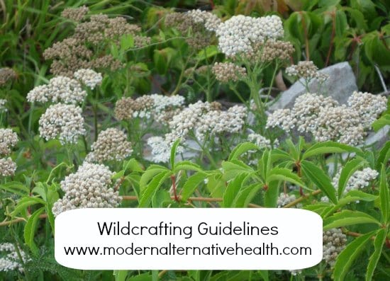 wildcrafting guidelines MAH raw
