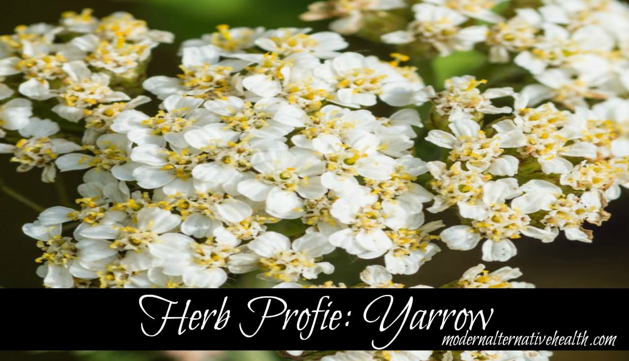 Herb Profile: Yarrow
