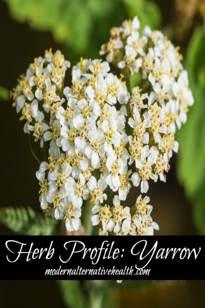 Herb Profile: Yarrow 