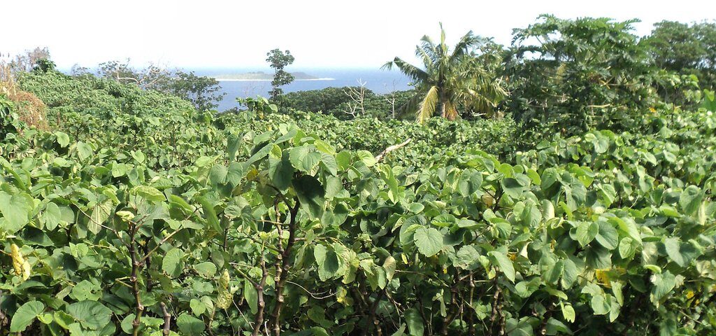 Field of kava plants