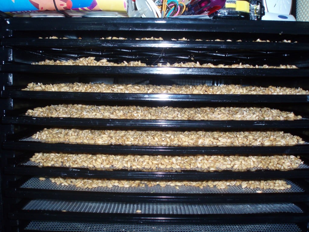 How to Sprout Grains (Tutorial)