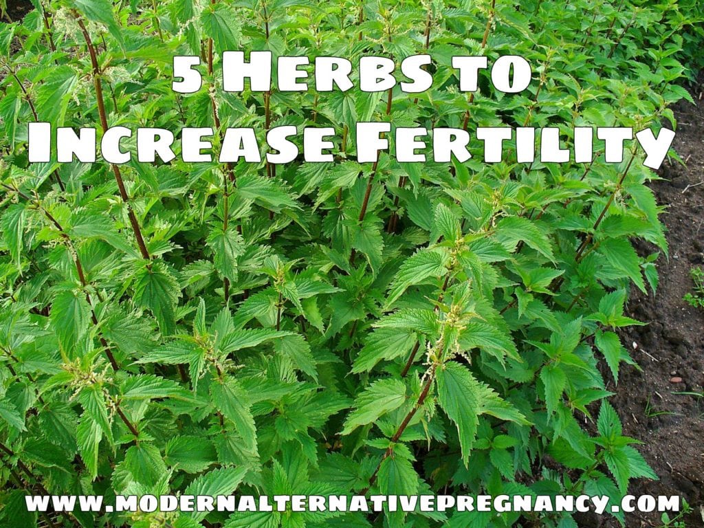 5-herbs-to-increase-fertility