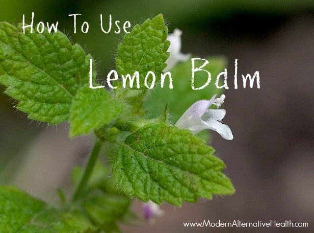 Lemonbalm thesis 06 picture