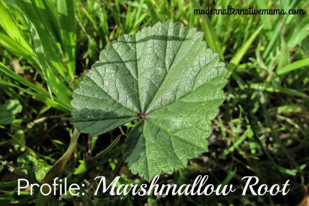 Herbal Profile Marshmallow Root Modern Alternative Mama