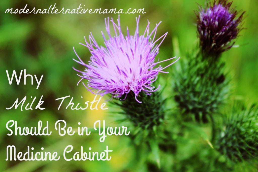 Why Milk Thistle Should Be in Your Medicine Modern