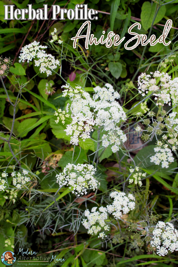 Herbal Profile Anise Seed