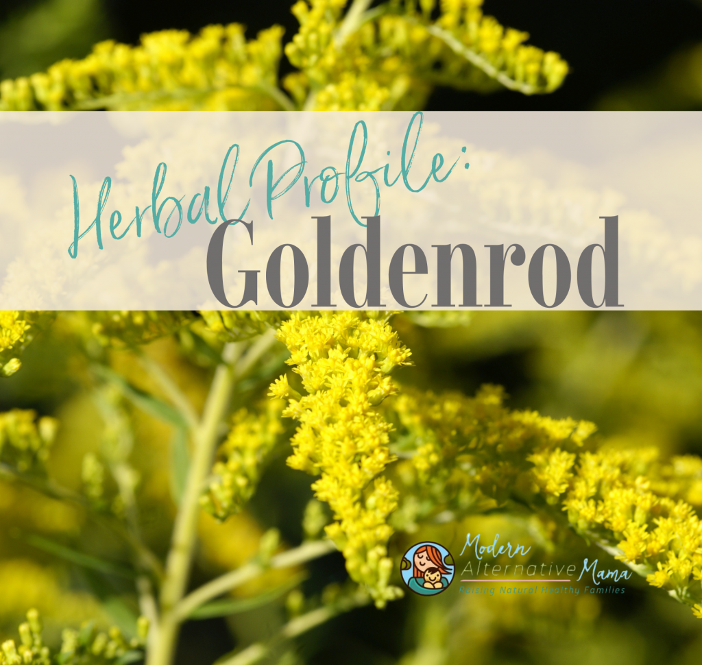 Herbal Profile: Goldenrod